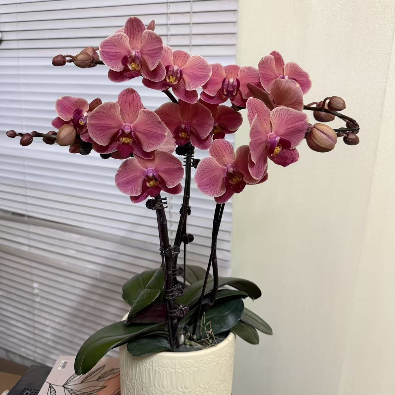 蝴蝶兰【纳博纳】4支花剑 名贵品种 室内花花 广州基地直发