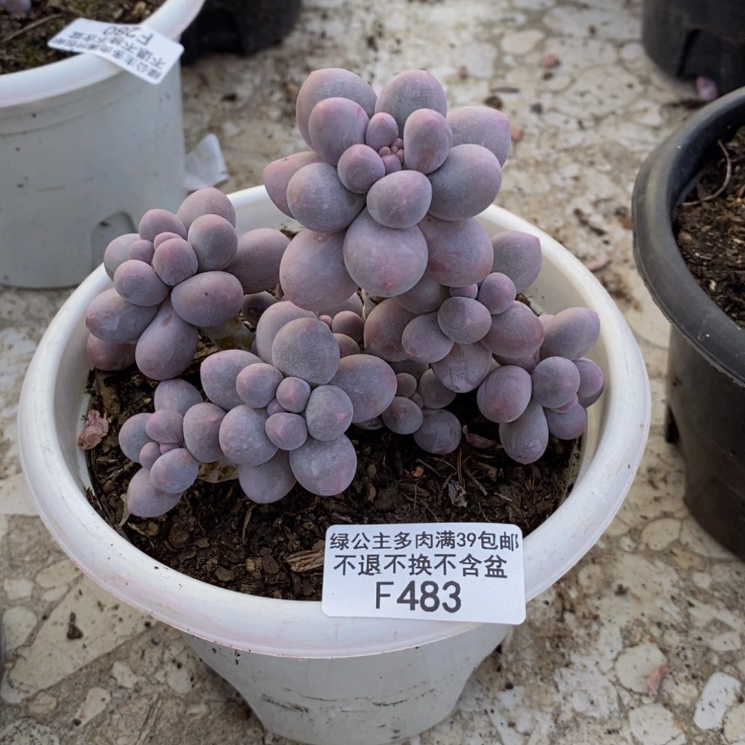 483香水手指奶多肉9cm