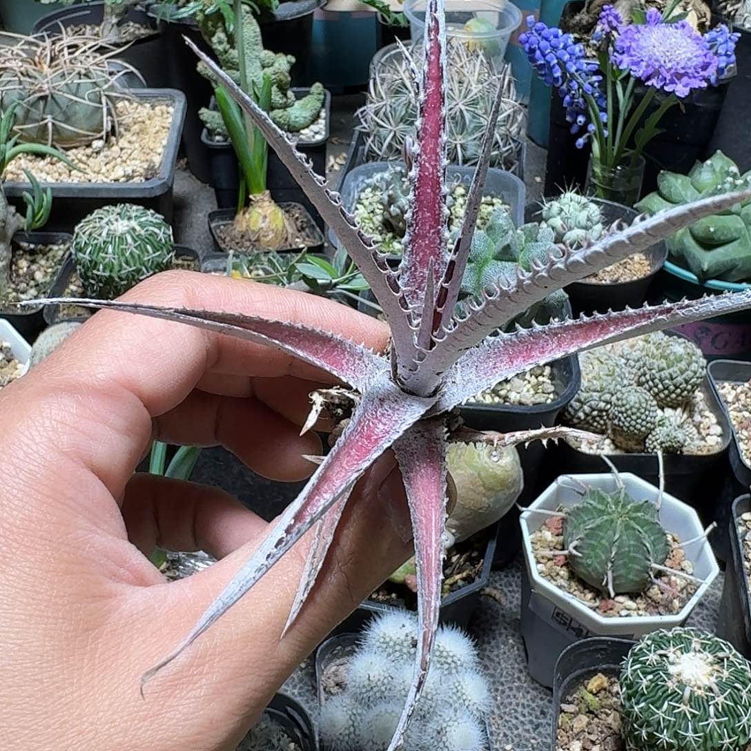 321卡密尔沙漠凤梨脱土发货