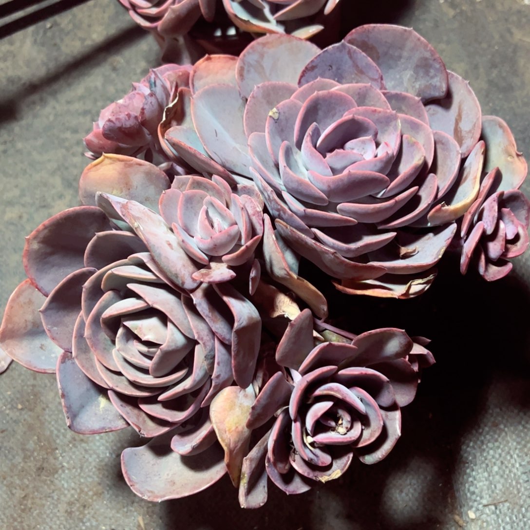 尘埃玫瑰多头大盆群多肉