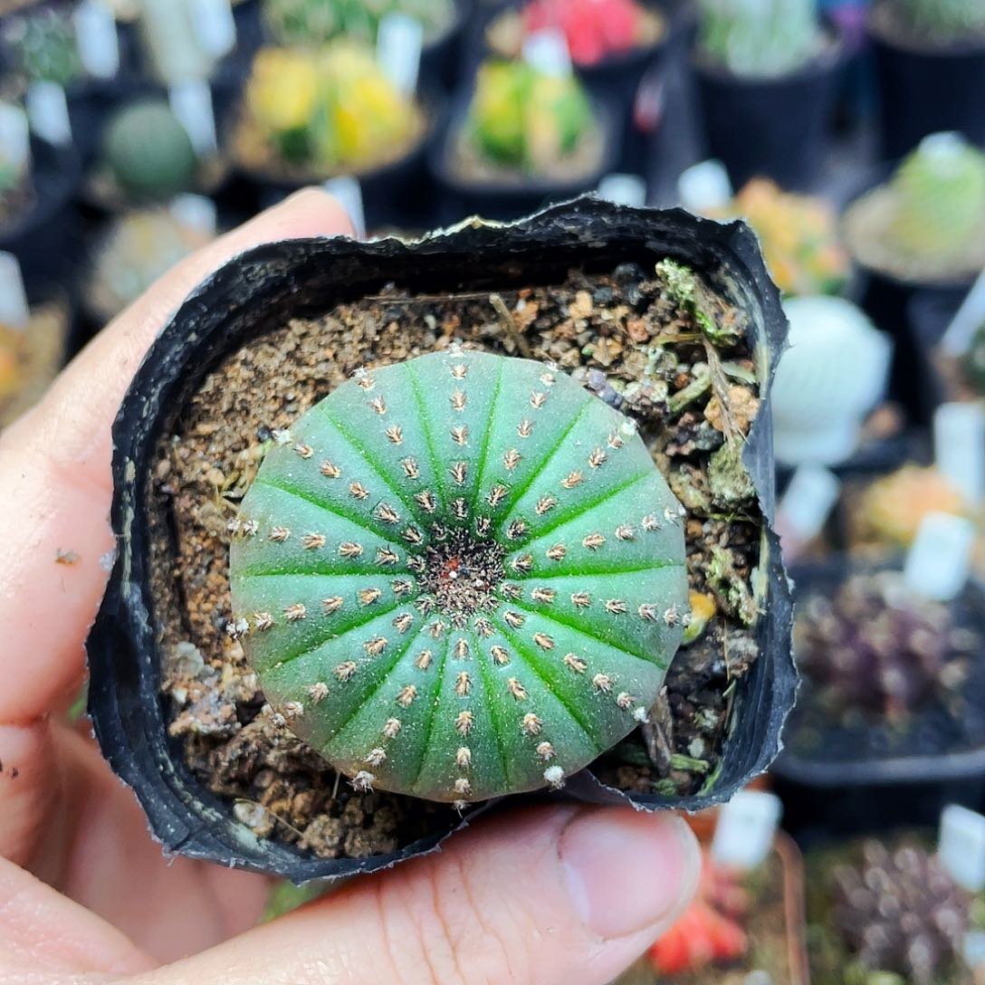 3cm 非偏远地区满25包邮仙人球