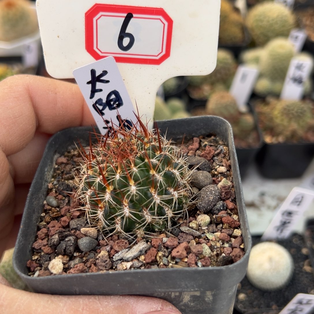 玥****6往事多肉园仙人球开花