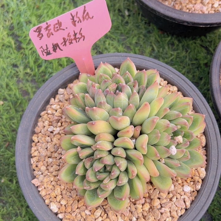 健健康康平平安安