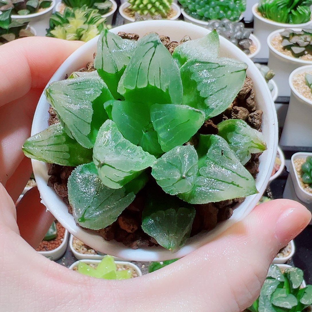 直播间，冰城寿，6.8，666