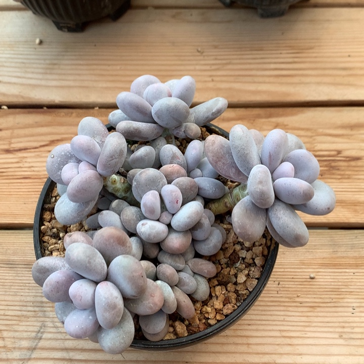 多肉植物奶酪群生