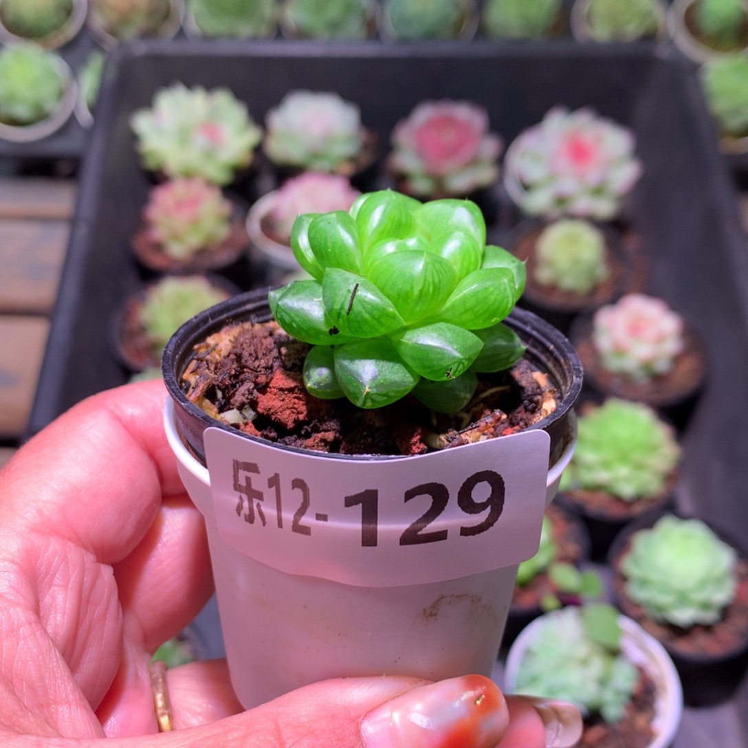 乐然12-129 姬玉露 