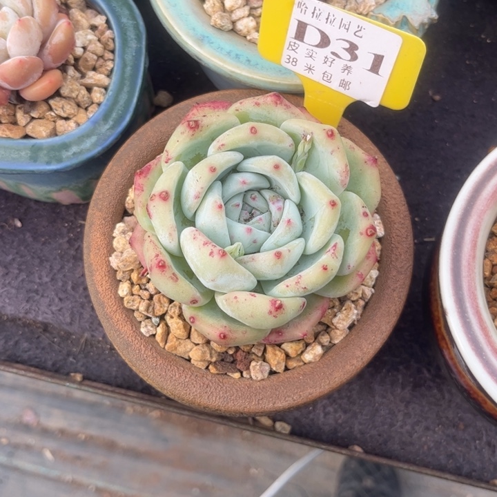 多****多多肉植物11111白辣糖