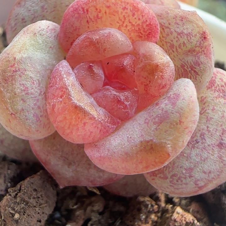 33绝绝子溏心一颗多肉