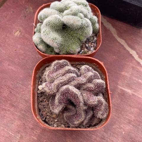 大**鹰缀化组合2颗仙人球