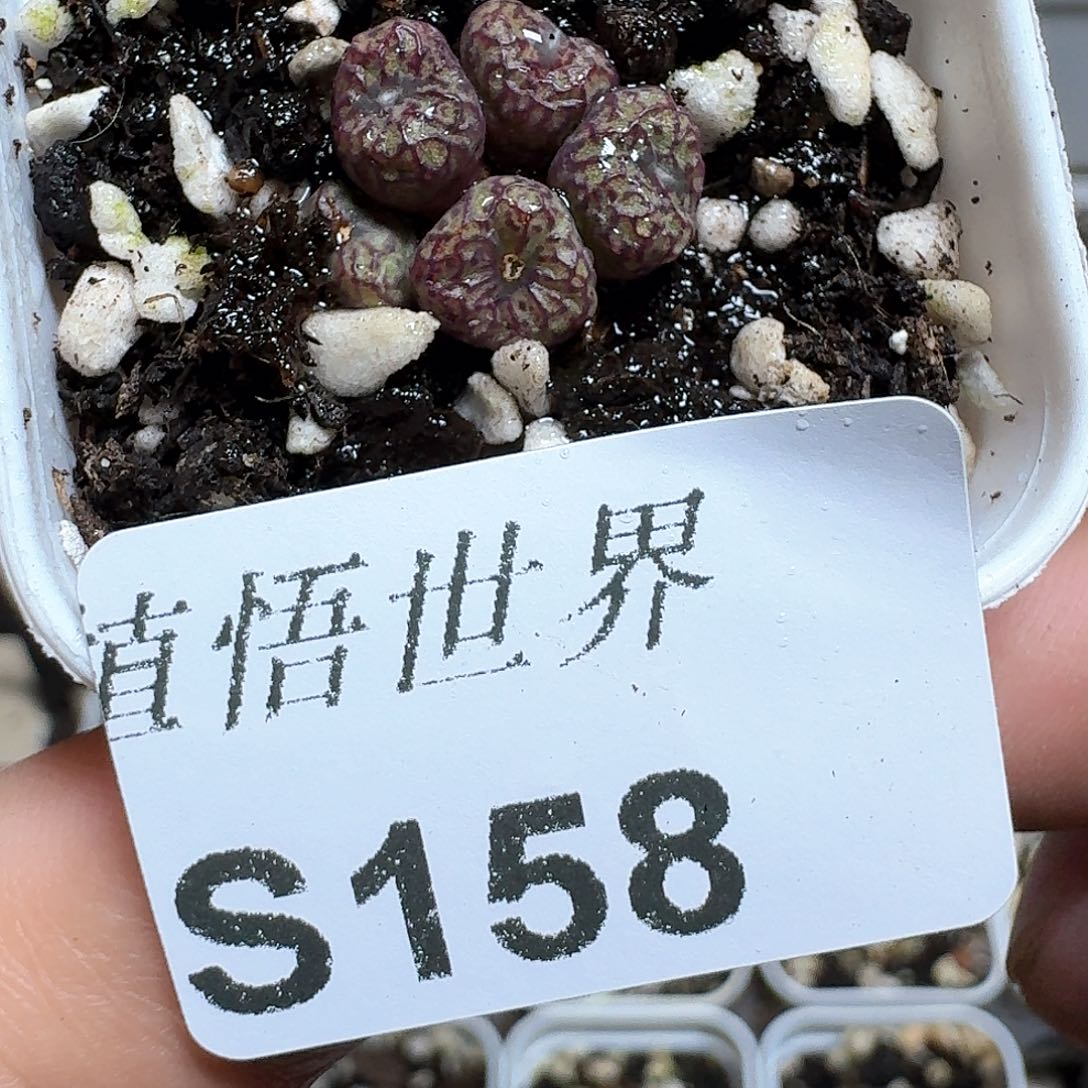 158号多肉植物哇d c