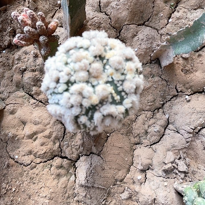 完全开放兜兜兜1