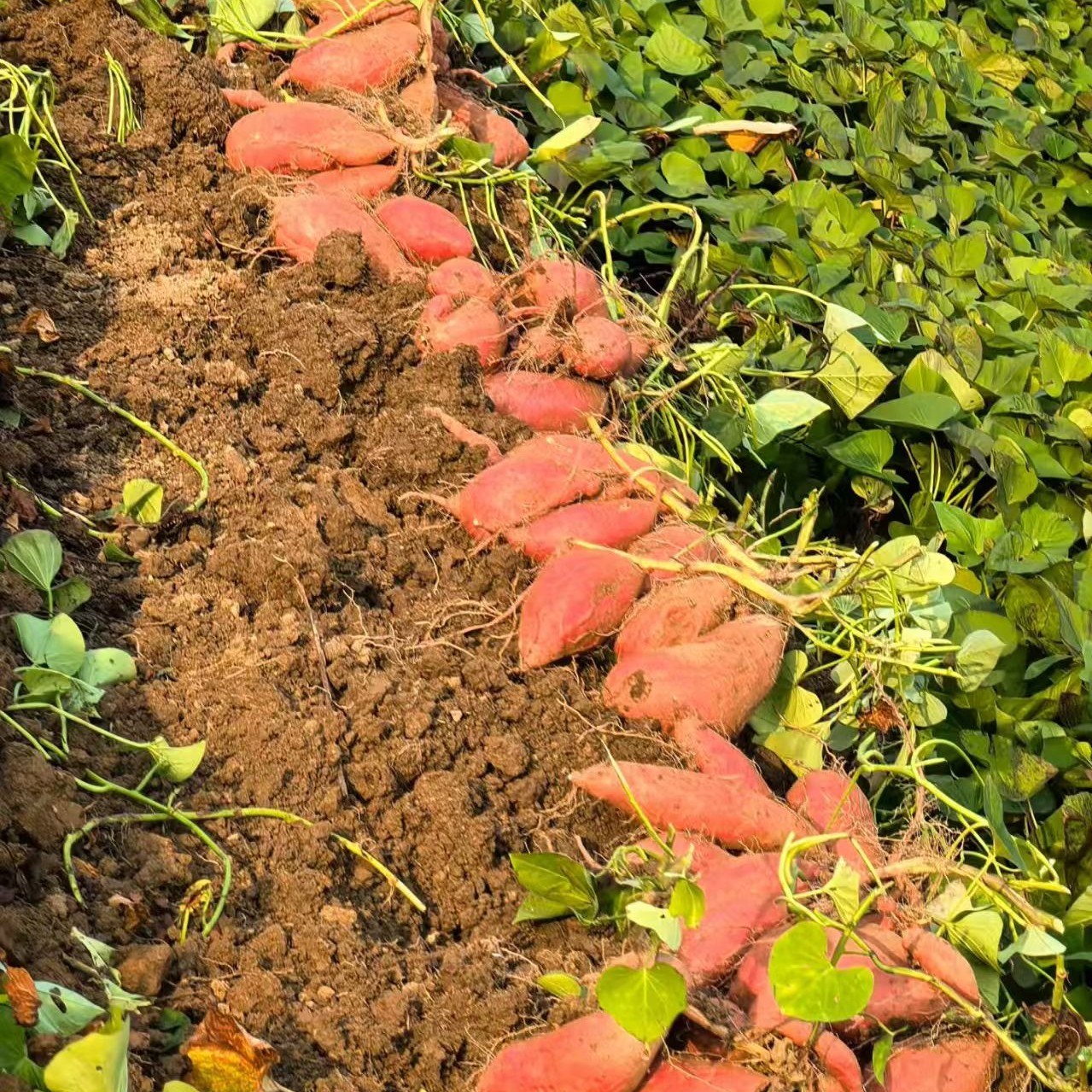 新鲜现挖沙地糖心蜜薯