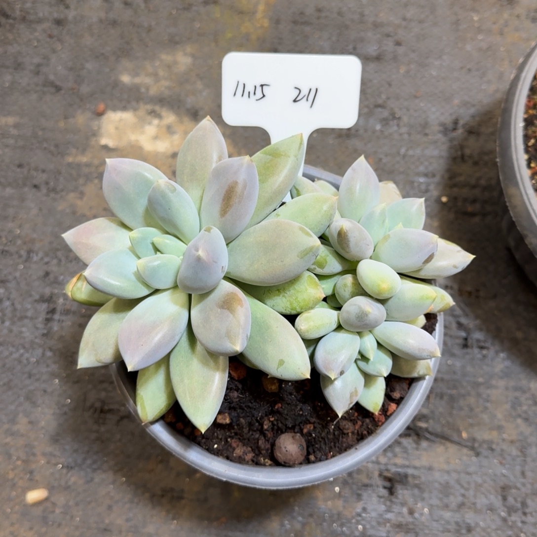 山***8一物一拍黄胖哥特211