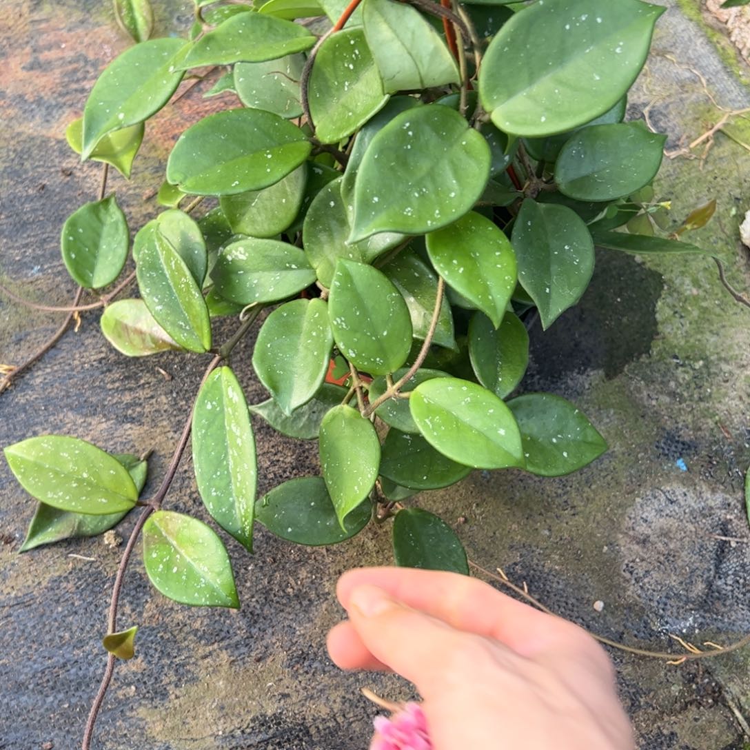 雨***)完全开放绿叶红卡诺萨