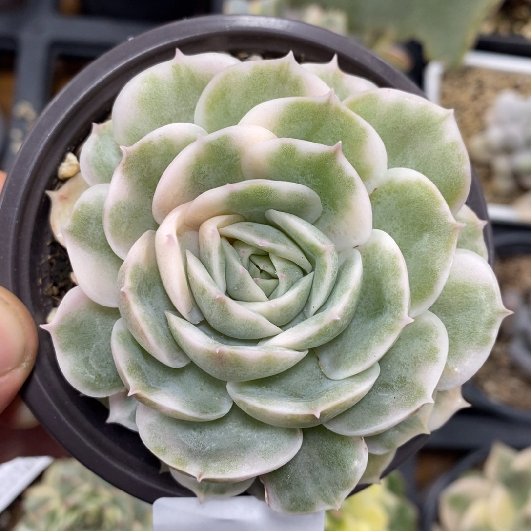 482昂斯诺锦单头带根凑包邮