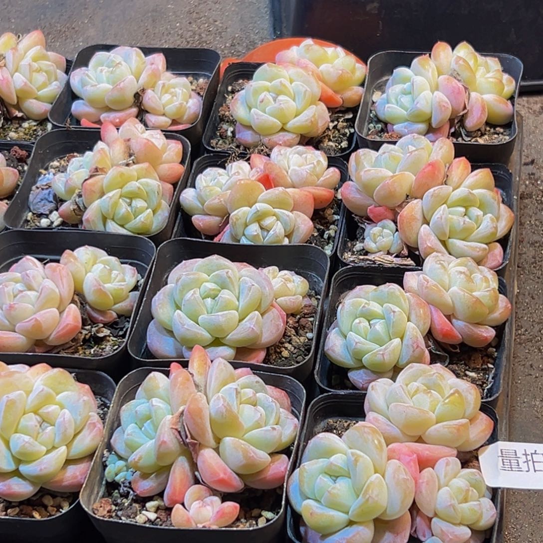 482多肉植物量拍4颗