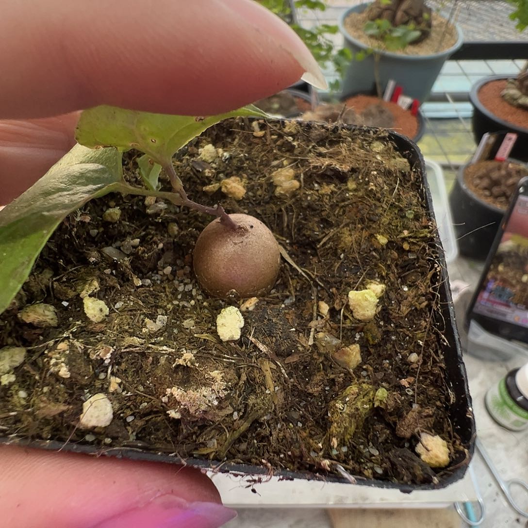 多肉植物专拍植物不退换 一物一拍 660