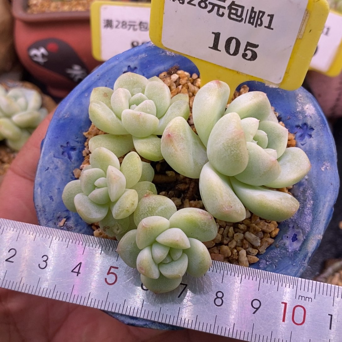 1105冰玉石化小脸4头带桩子