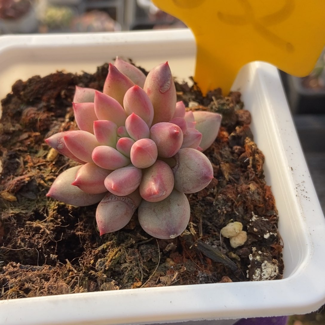 532余美人多肉植物