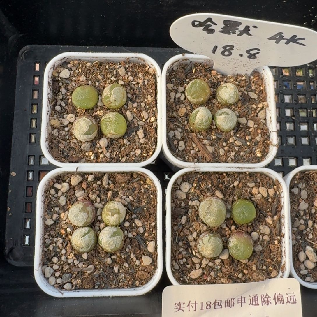 12003-小哈默灯泡福利4颗