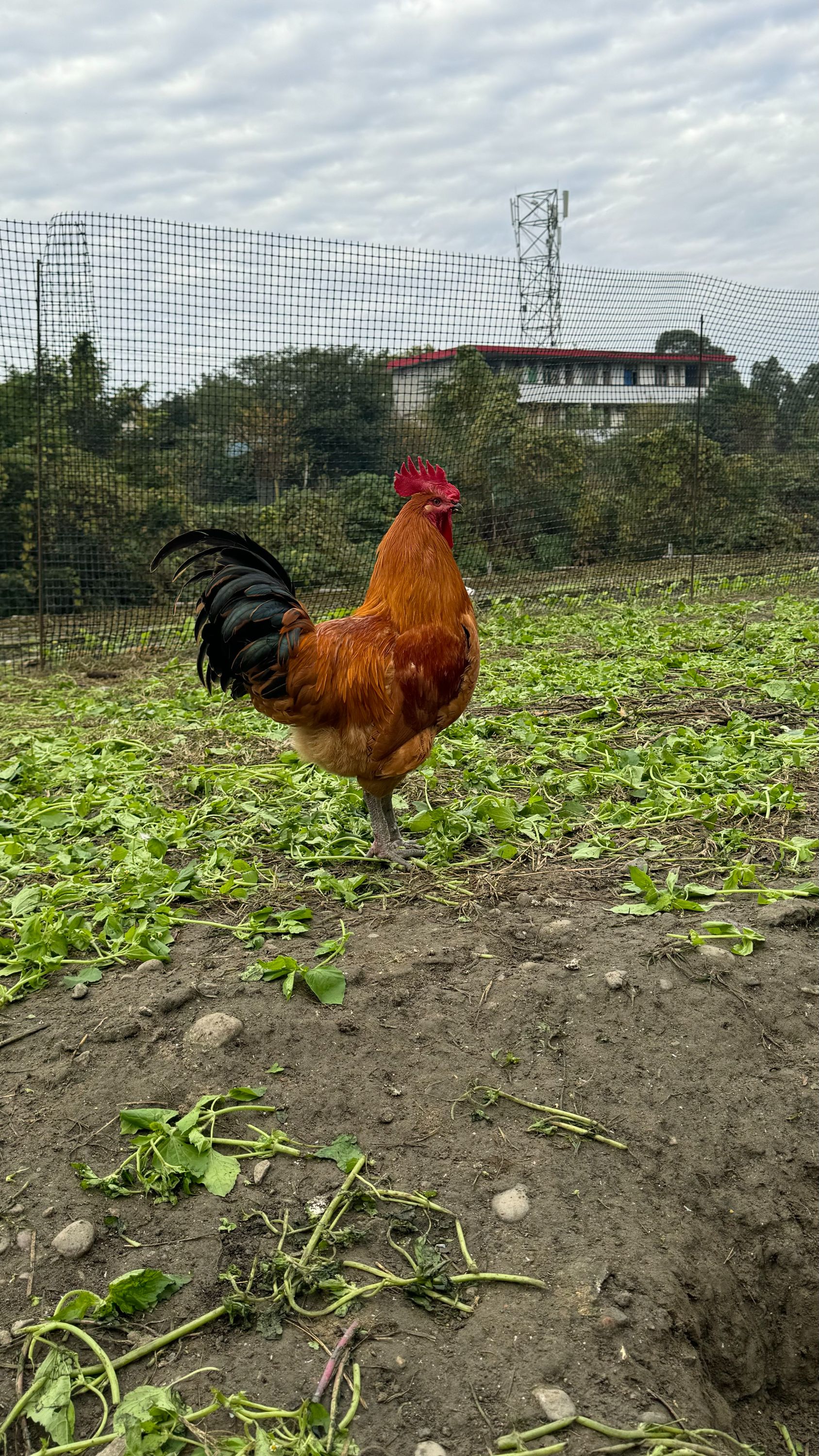 红瑶土鸡顺丰包邮 包冰率20%-25%