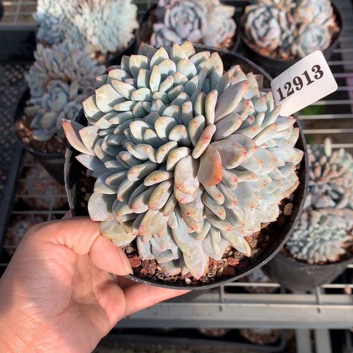 小***西12913缀嗯嗯嗯嗯嗯嗯好喜欢