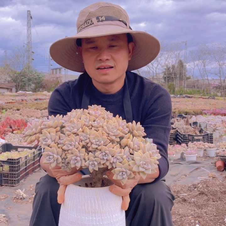 261淡雪缀化一物一拍