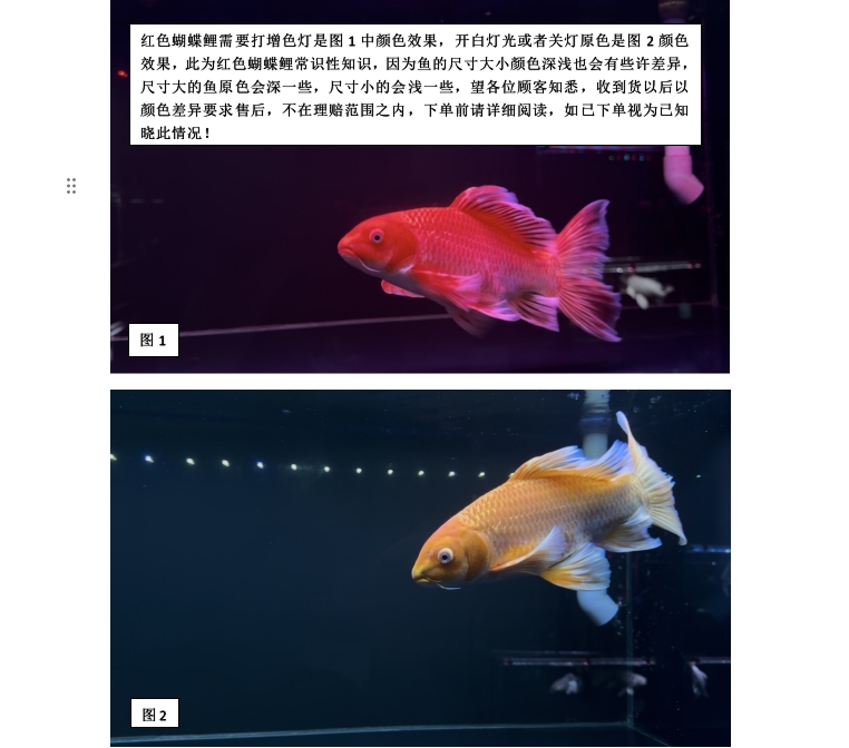 台湾精品蝴蝶鲤观赏鱼红色