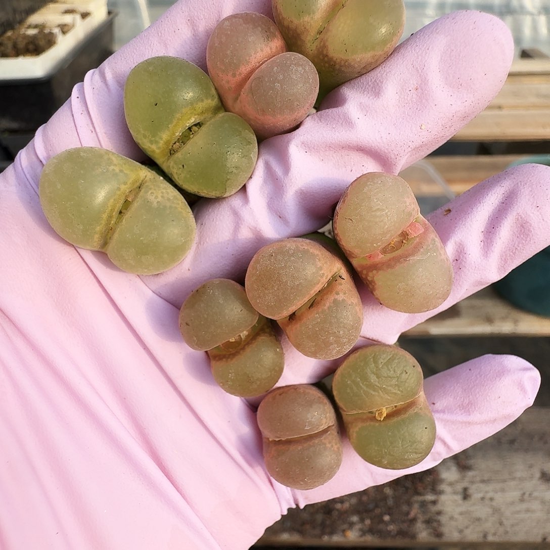 多肉植物福利风铃217