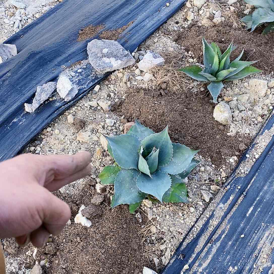 鲸鱼舌冠幅40公分左右