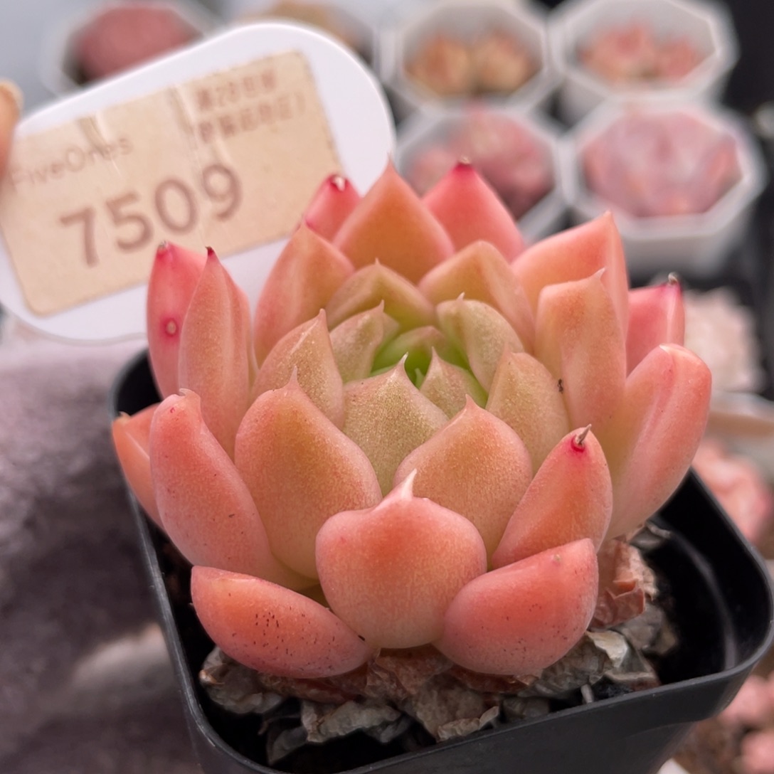 粉麦秆7509-5.0厘米