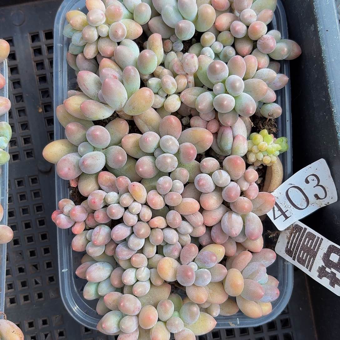 多肉植物多肉植物403量拍