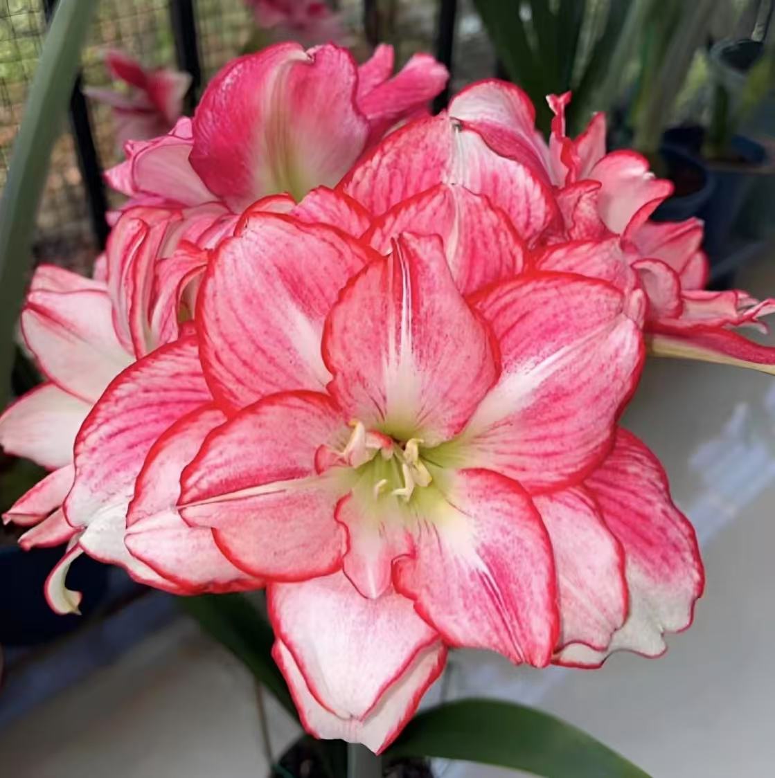 安瑞雅）朱顶红自然球重瓣大花