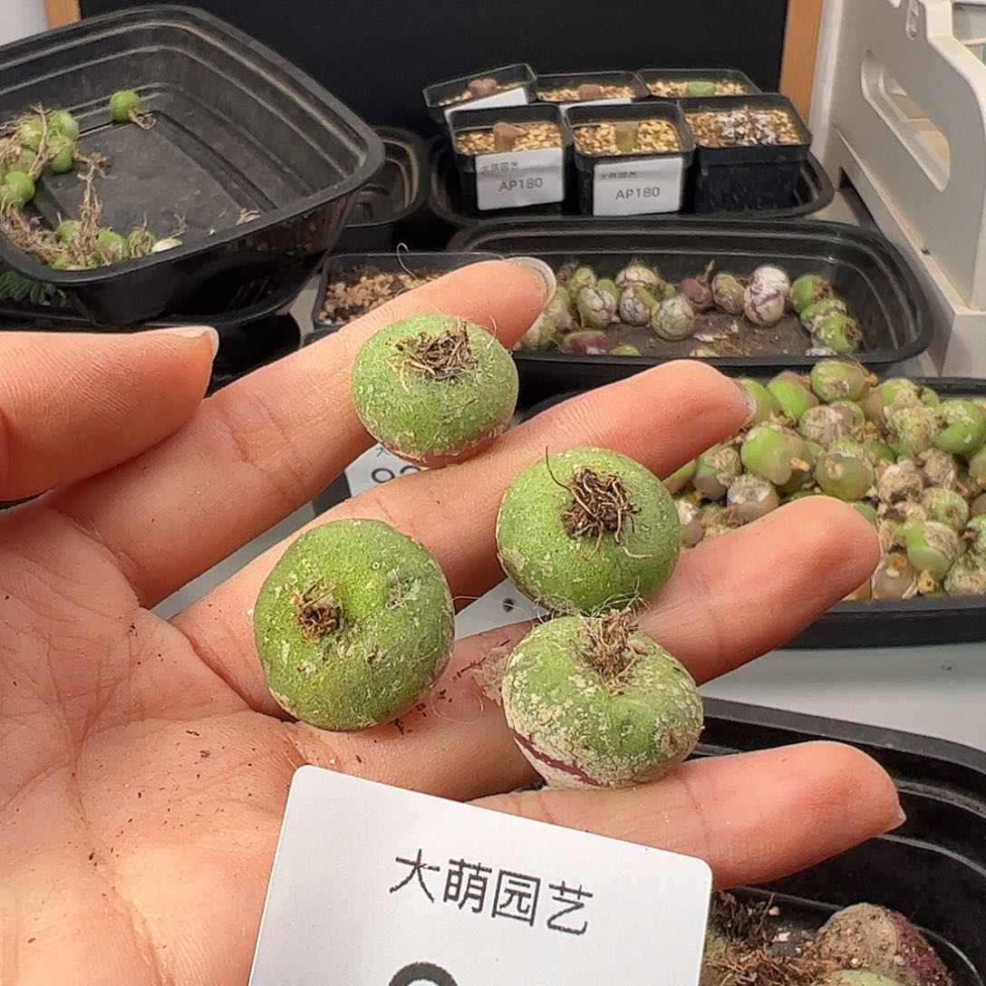 一物一拍             有疤31