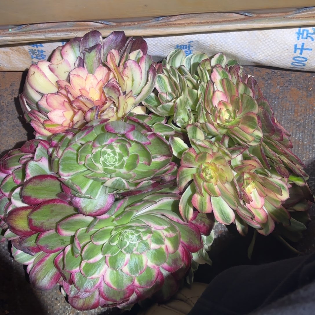 云南多肉植物组拍