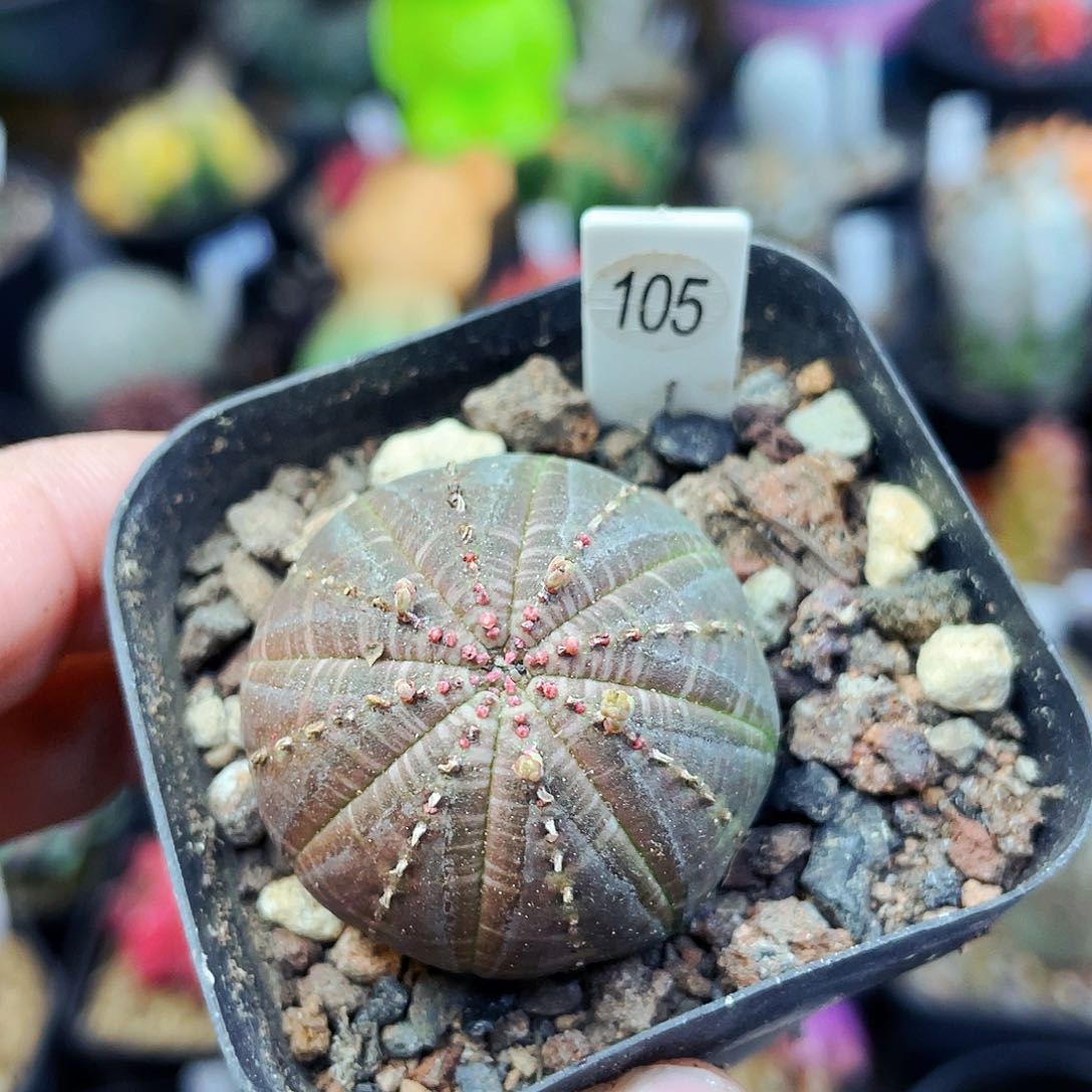 非偏远地区满25包邮仙人球