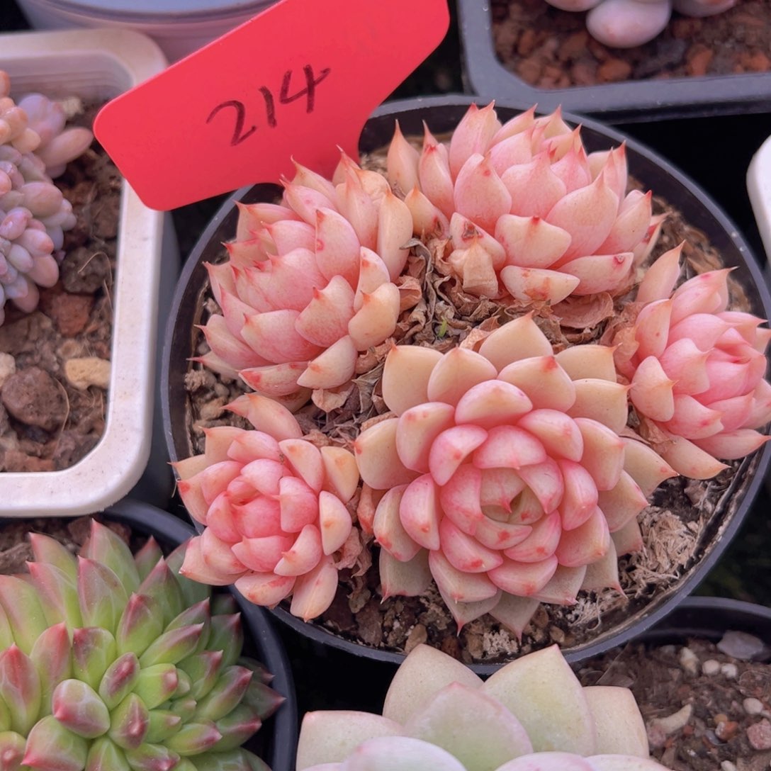 香玉的故事是一个人的故事