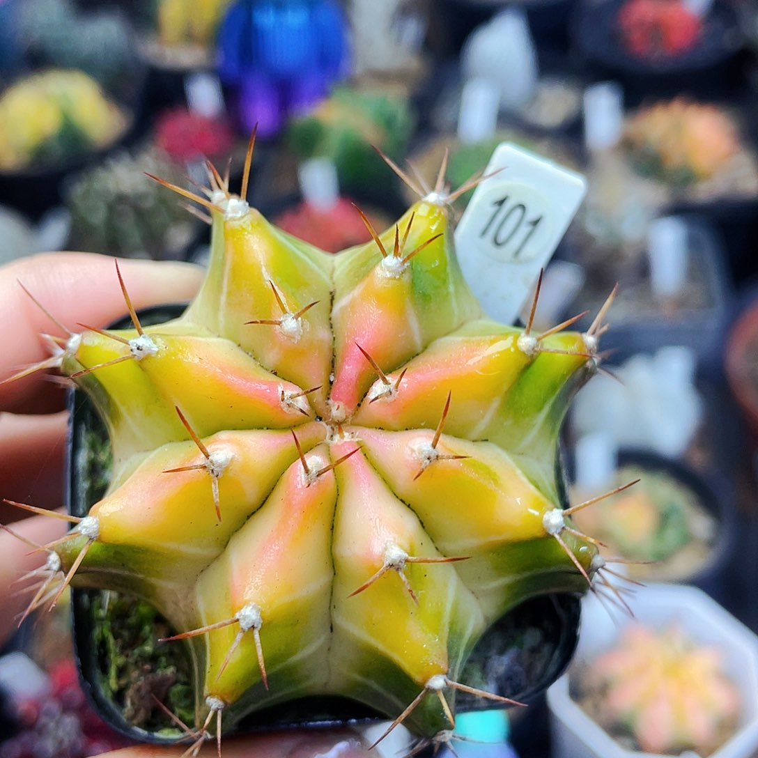 非偏远地区满25包邮仙人球