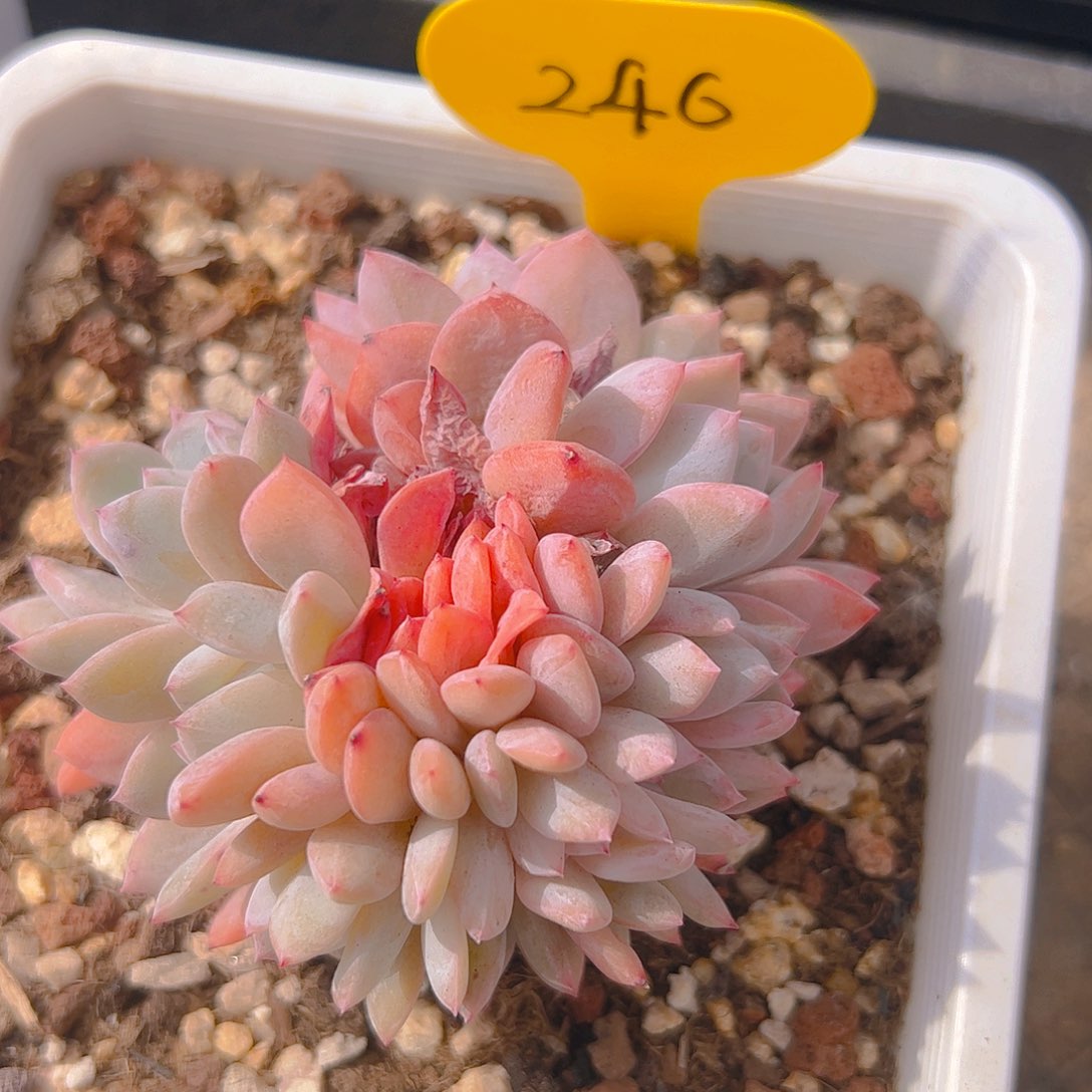 橙梦露缀246号一物一拍