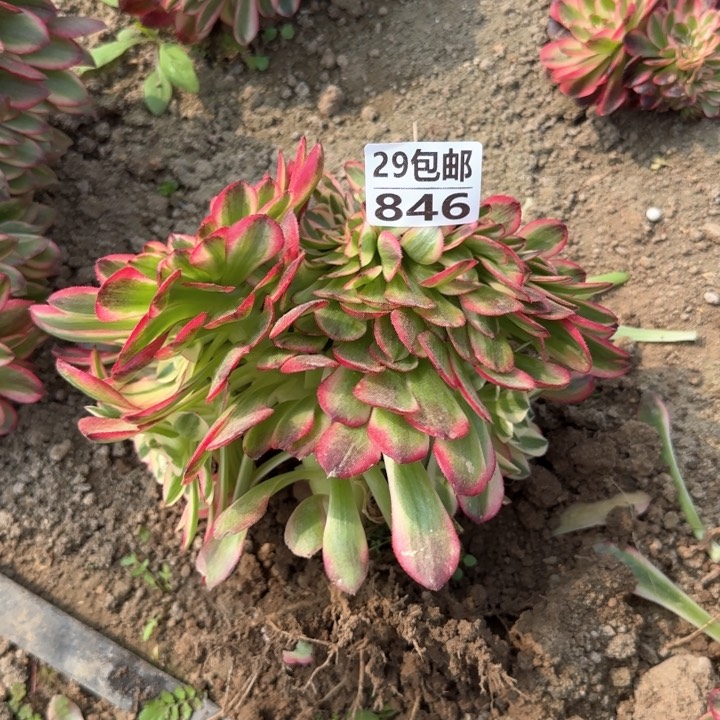 万白……多肉植物……