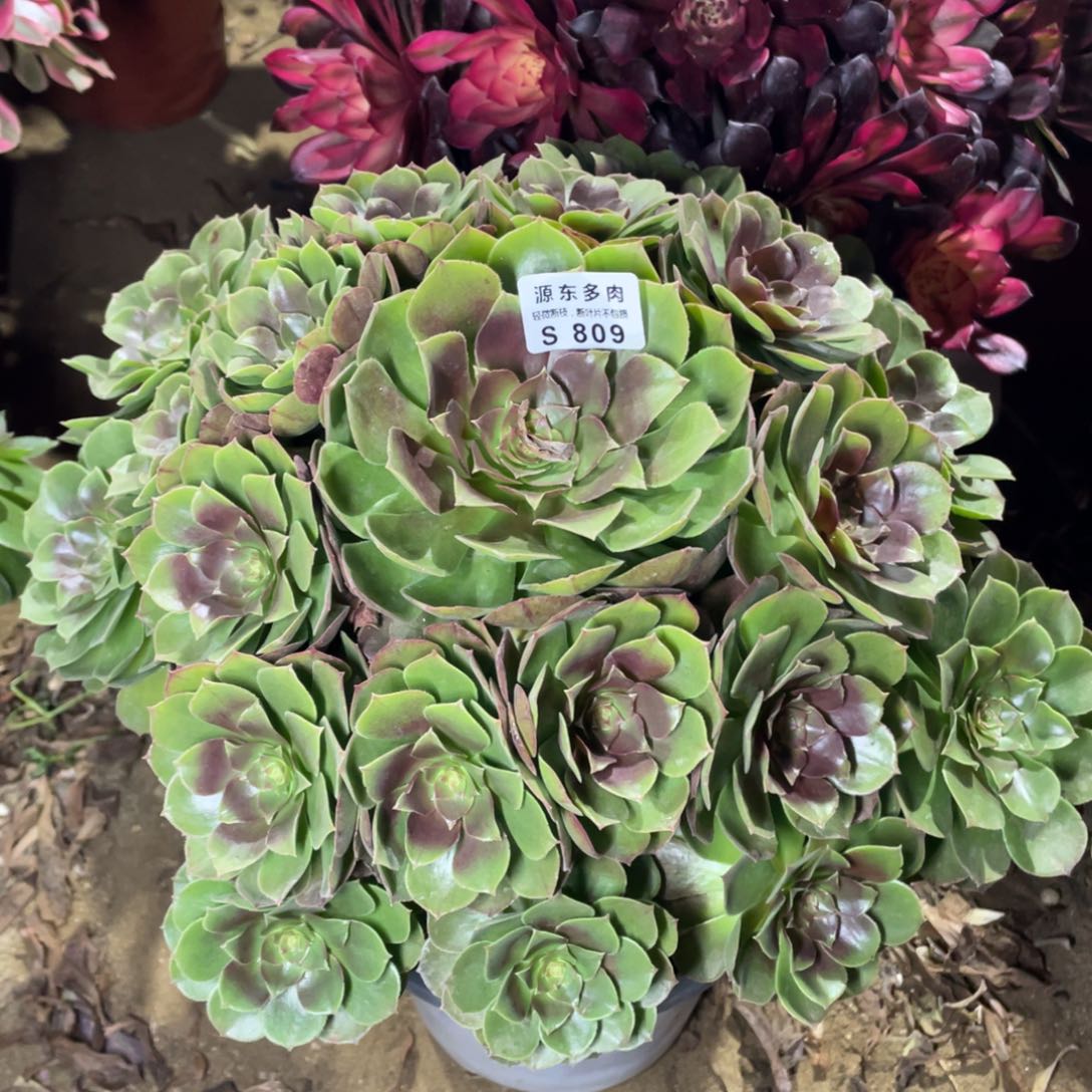 809红心多肉法师断枝不包