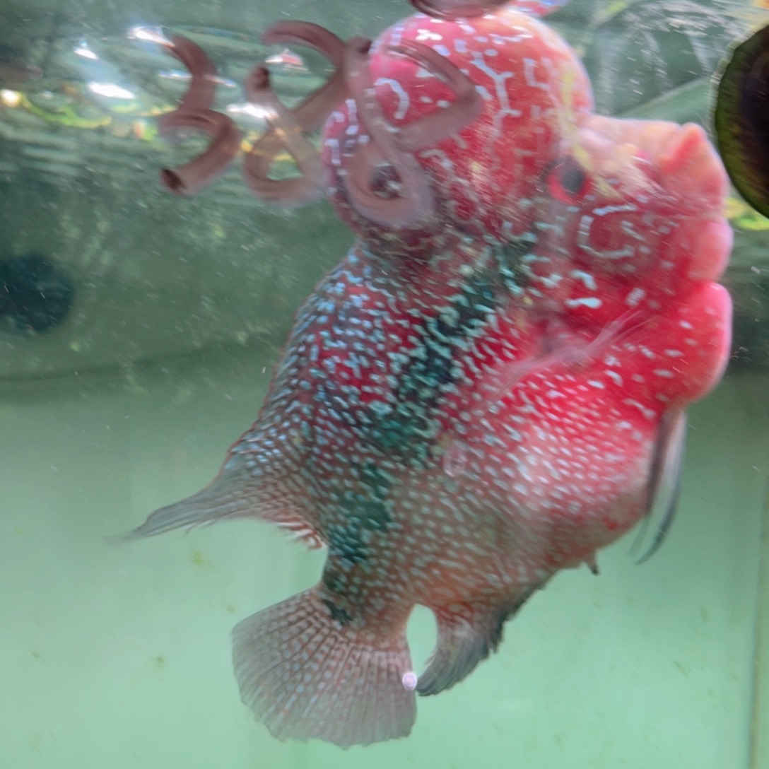 已***置罗汉鱼马骝罗汉鱼