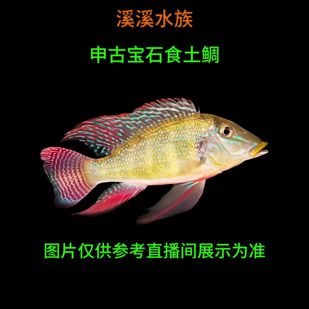 食土鲷申古宝石鱼活体发货 混养