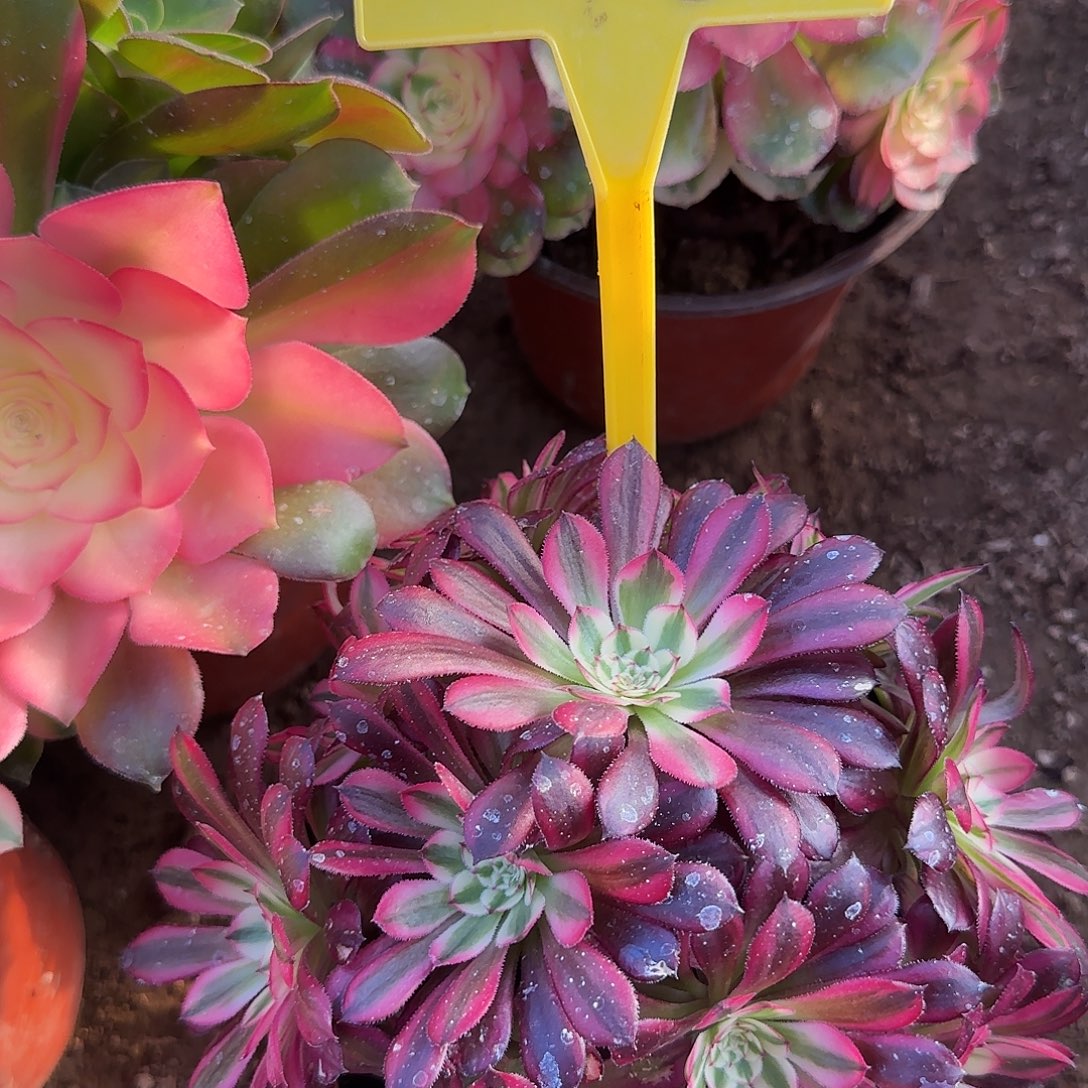 4076---红铜白多头