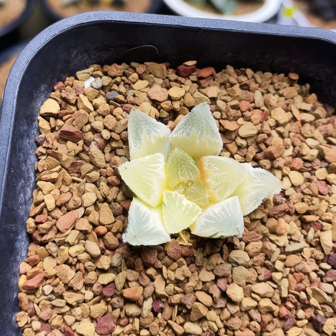 糊斑白帝城锦十二卷