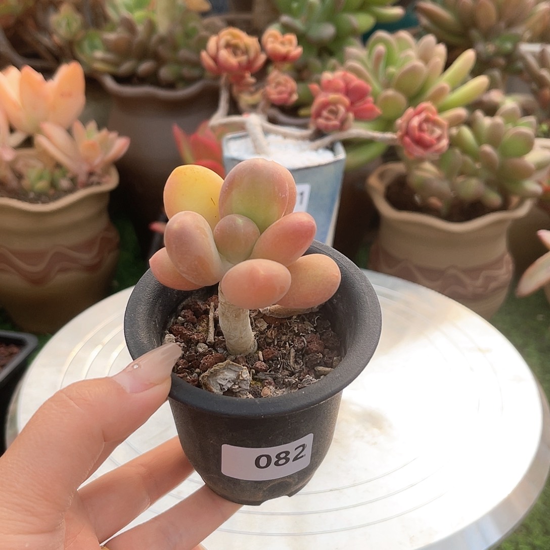 芒果奶。 082。 111111111