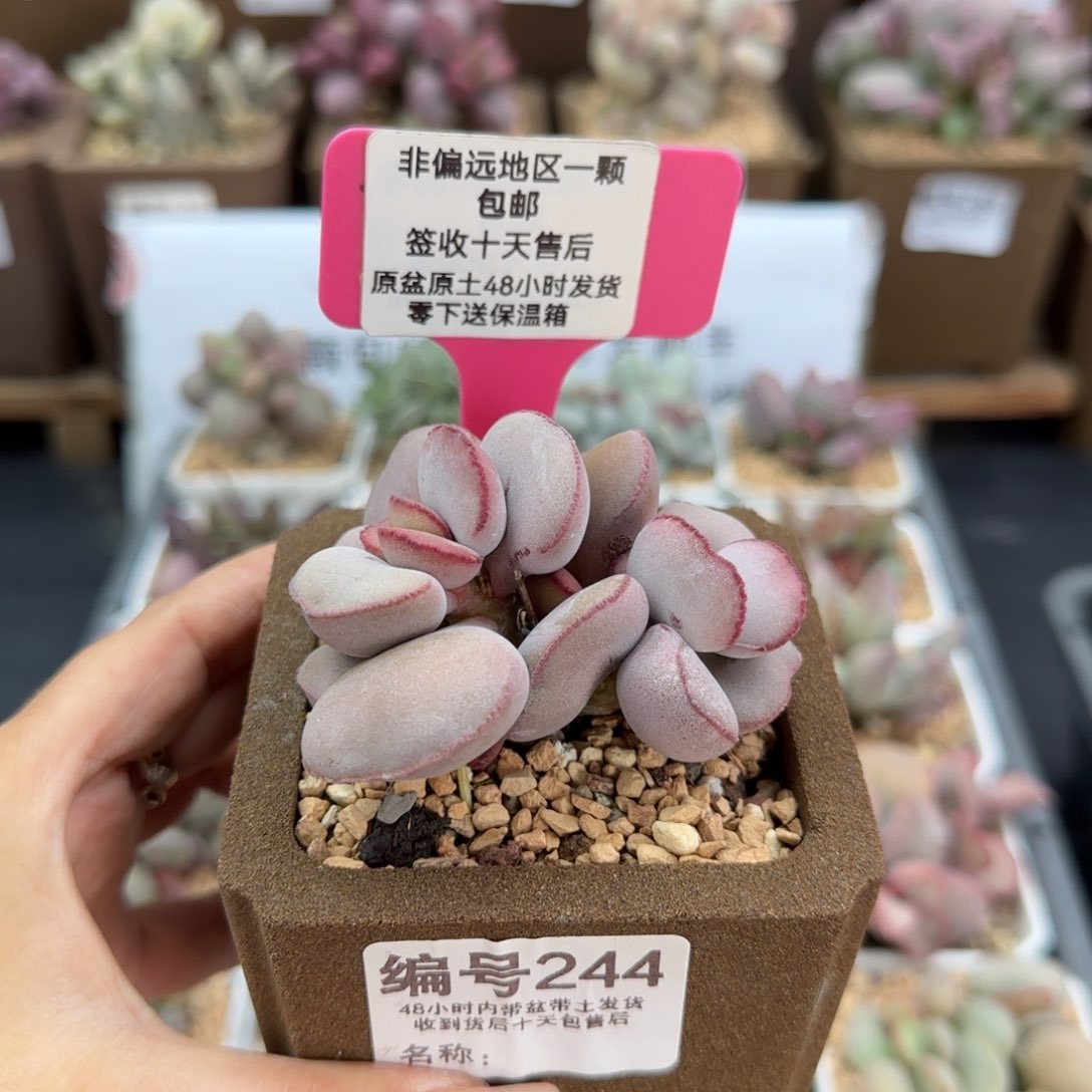 244白肌红蛋多肉植物