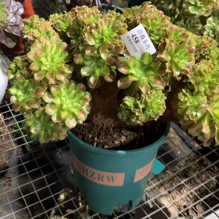 简***单458韶华缀多肉植物特价