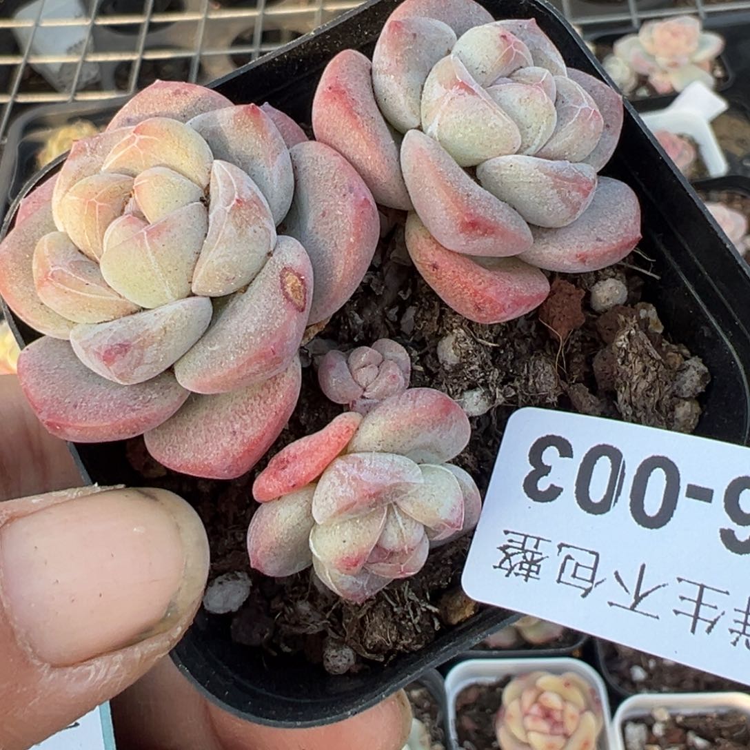 小卡拉米糖心一物一拍16-3