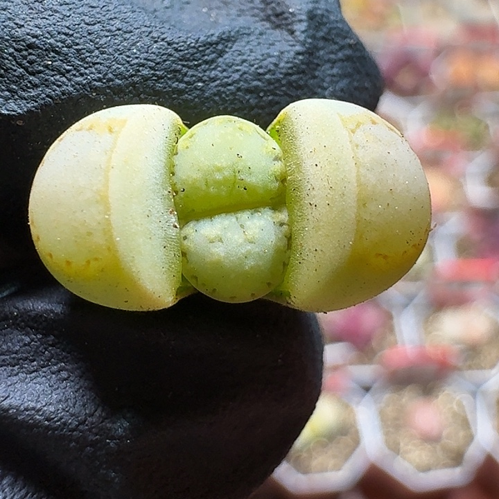 生石花1111111。  95